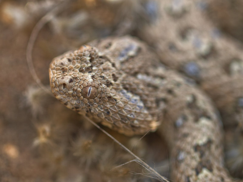 Swakopmund, Namib desert sidewinding adder